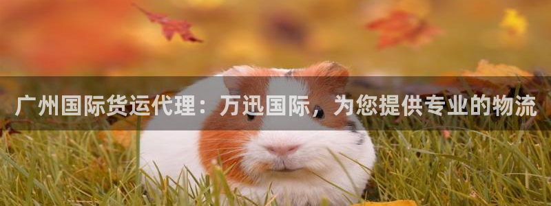 尊龙凯时充十万返现多少：广州国际货运代理：万迅国际，为您