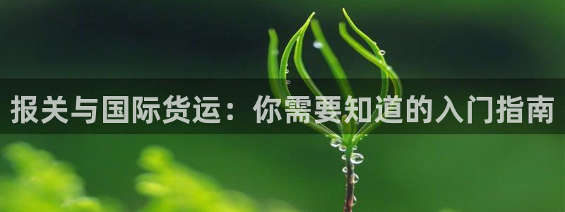 尊龙官网网站：报关与国际货运：你需要知道的入门指南